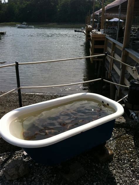 lobster tub